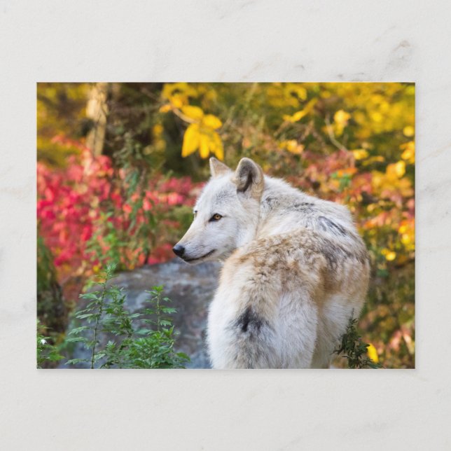 Autumn Wolf Postcard (Front)