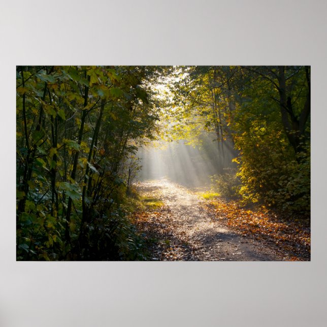 Autumn Woodland Path with Sunrays Poster (Front)
