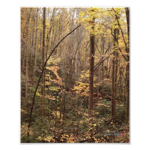Autumn Woodland Photo Print
