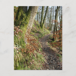 Autumn Woodland Walk: Cumbria Postcard