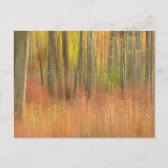 Autumn woods abstract postcard (Front)