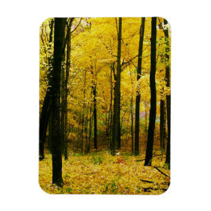 Autumn Yellow Forest Magnet