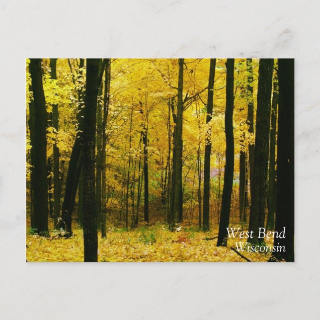Autumn Yellow Forest Postcard (Front)