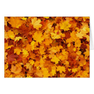 Autumn Yellow Maple Leaves