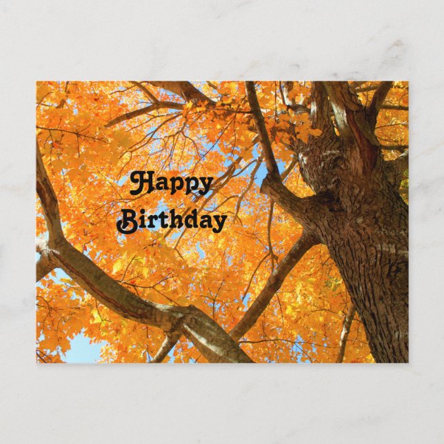 Autumn Yellow Maple Tree Photo Birthday Postcard (Front)