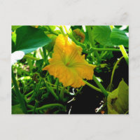 " Autumn  Yellow Squash Blossom"