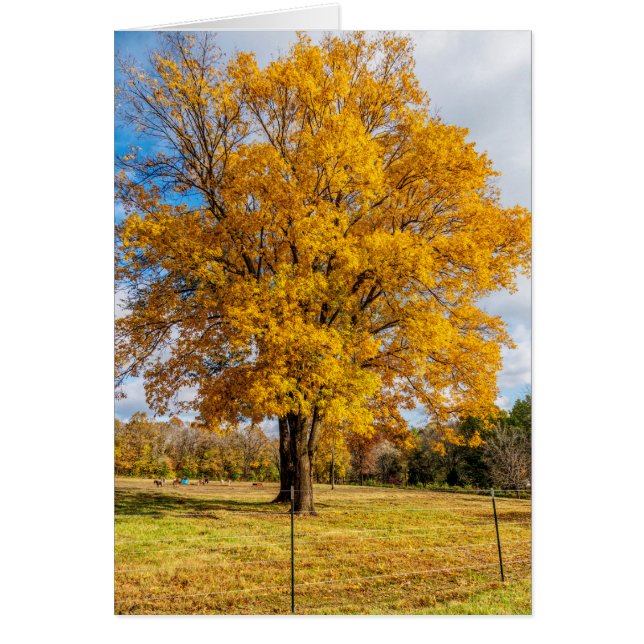 Autumn Yellow Sugar Maple Greeting Card (Front)