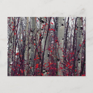 Autumnal Aspens Postcard
