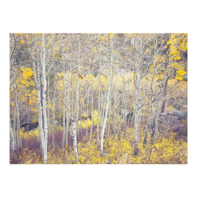 Autumnal Forest Photo Print (Front)