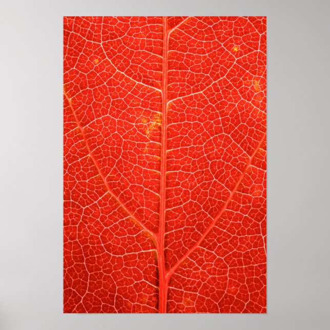 Autumnal Leaf Poster (Front)