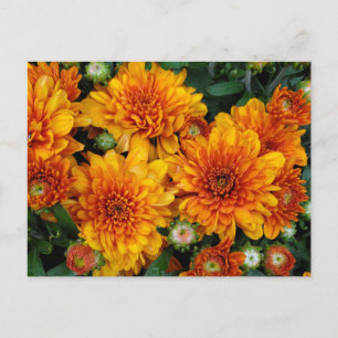 Autumnal mums postcard