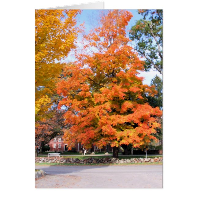 AUTUMN'S GLEAM (Front)