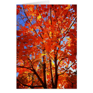 Autumn's Glory Greeting Card