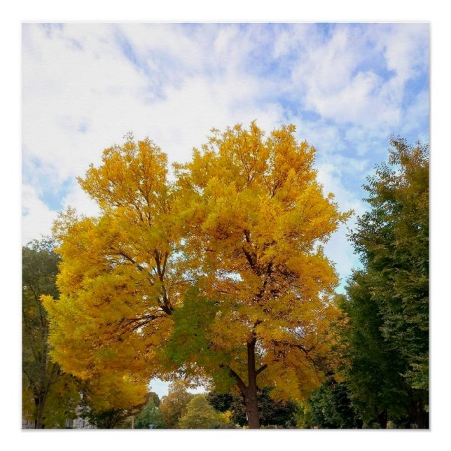 AUTUMNS MELLOW YELLOW  poster (Front)