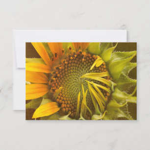 Autumns Warmth Sunflower Note Card