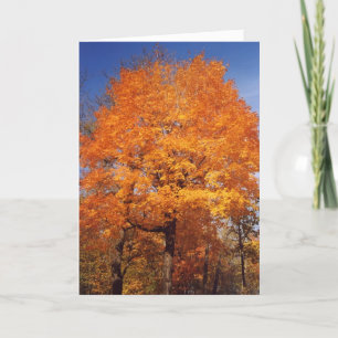 autumntrees1card card