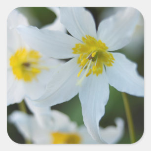 Avalanche Lilies at Paradise Park Square Sticker