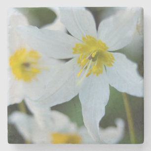 Avalanche Lilies at Paradise Park Stone Coaster