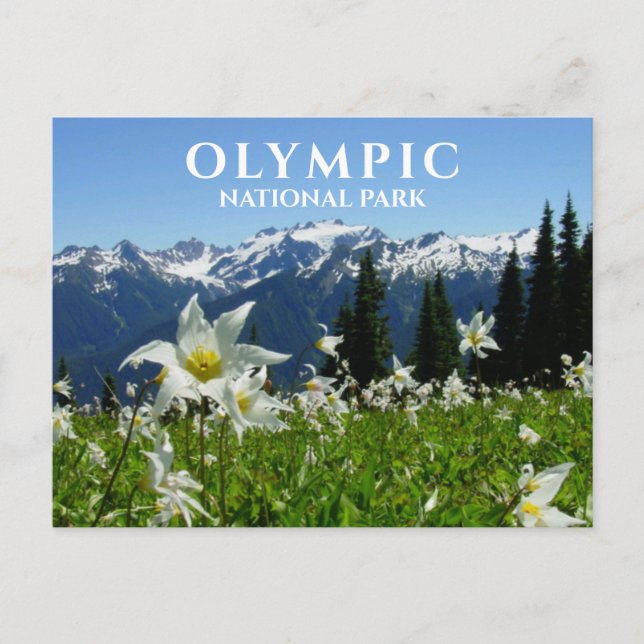 Avalanche Lilies, Mountains, Olympic National Park Postcard (Front)