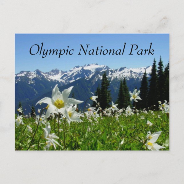Avalanche Lilies, Mountains, Olympic National Park Postcard (Front)