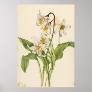 Avalanche Lily (Erythronium montanum) Poster