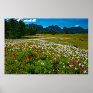 Avalanche Lily Superbloom Poster
