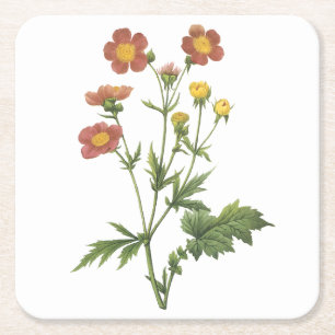 avens(Geum coccineum) by Redouté Square Paper Coaster