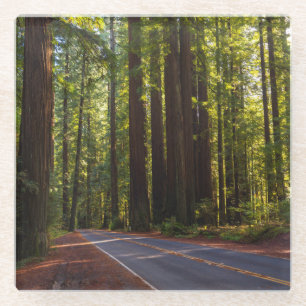 Avenue of Giant Redwood California Glass Coaster