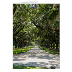 Avenue Of Oaks
