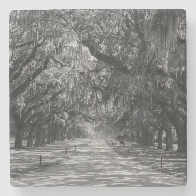 Avenue Of Oaks Grayscale Stone Coaster (Front)