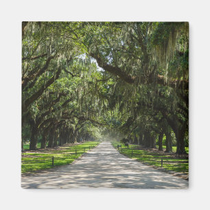 Avenue Of Oaks Magnet