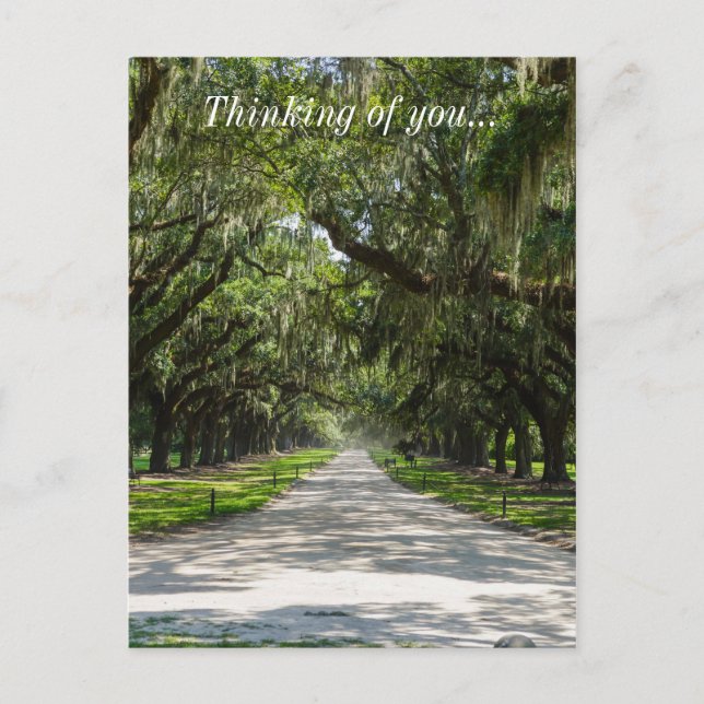 Avenue Of Oaks Postcard (Front)