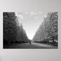 Avenue of Plane Trees: Tokyo (black/white)