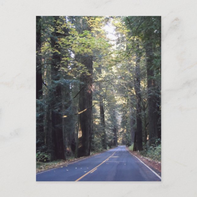 Avenue of the Giants- Humboldt Redwoods State Park Postcard (Front)