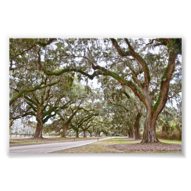 Avenue of the Oaks, South Carolina Photo Print (Front)