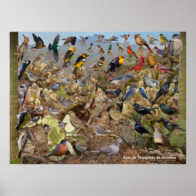 Aves de Traspatio de Arizona ID Poster (Front)