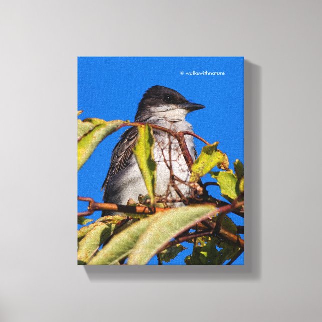 Avian Royalty: Eastern Kingbird Canvas Print (Front)
