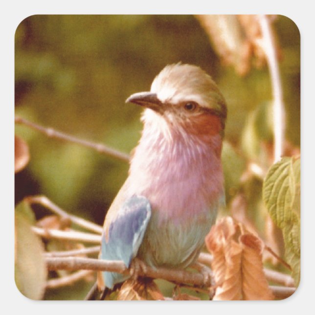 Aviary Square Sticker (Front)
