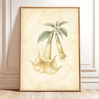 aVintage Angel Trumpet Botanical Print