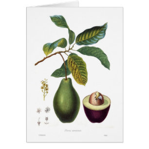 Avocado (Persea americana)