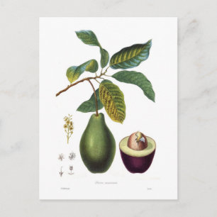 Avocado (Persea americana) Postcard