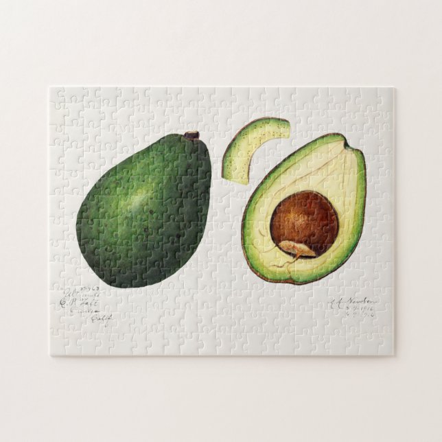 Avocado (Persea) Fruit Watercolor Painting Jigsaw Puzzle (Horizontal)