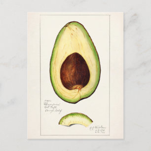 Avocado (Persea) Fruit Watercolor Painting Postcard