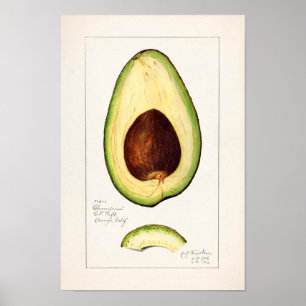 Avocado (Persea) Fruit Watercolor Painting Poster