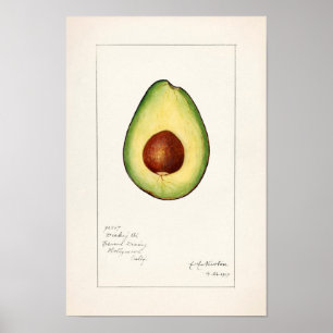 Avocado (Persea) Fruit Watercolor Painting Poster