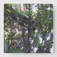 Avocado Tree