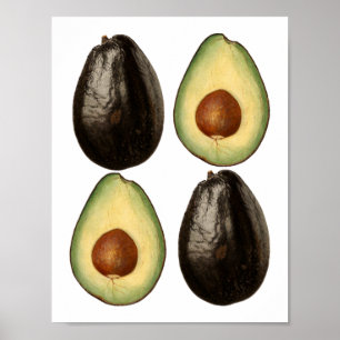 avocado watercolor paintings Garden fruit art Poster