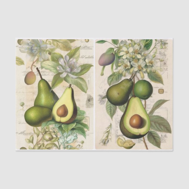 Avocados  tissue paper (Front)