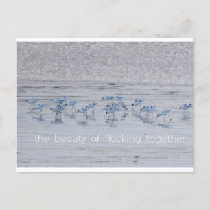 Avocet Beauty Holiday Postcard