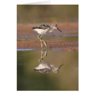 Avocet chick